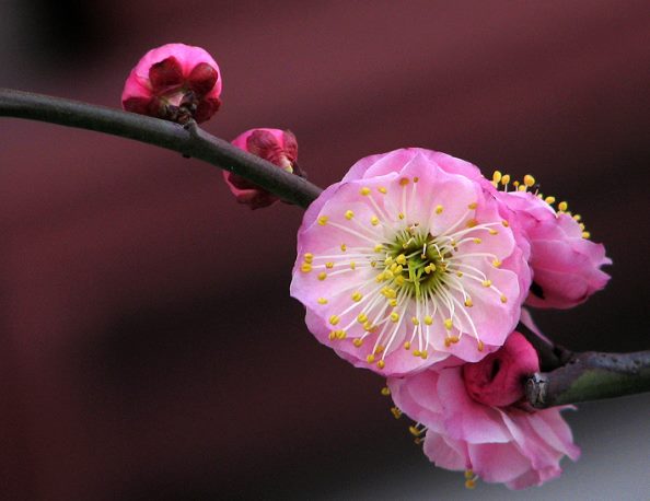 赞美梅花的诗句 