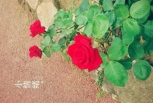 经典语录:人的一生中你需要学会的一些东西8