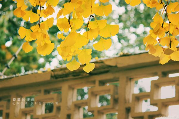 富含哲理的唯美晚安心语：其实爱到平淡，才是一生的开始2