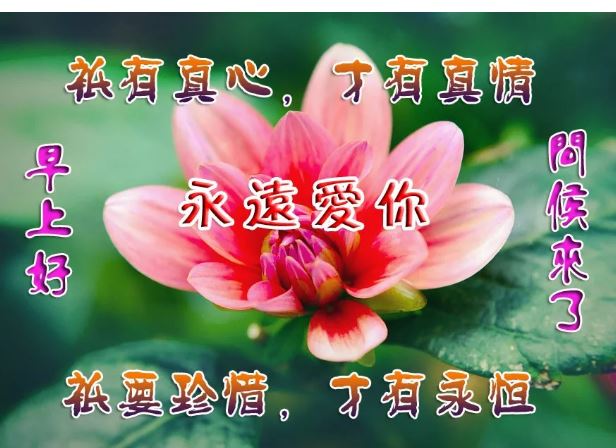 群发朋友圈的早安祝福动画表情 漂亮的早上好问候暖心话