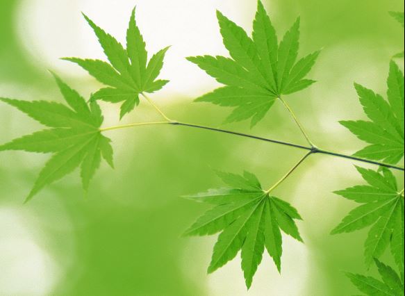 早晨发朋友圈的早安心语一句话简短配图