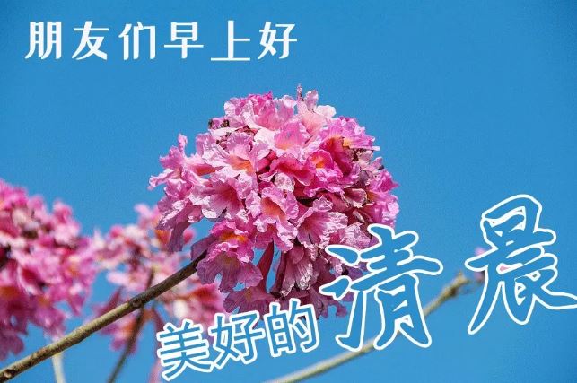 清晨早上好问候语唯美动态表情：祝福你一切都好