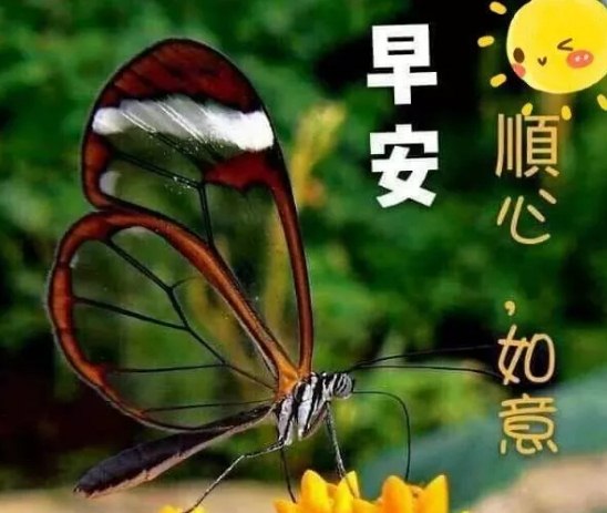  早上好图片问候祝福语句子加图片