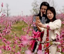 赏花的心情短语  赏花的时候，花也