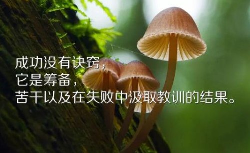 励志早安心语：奋斗会让你走向成功的彼岸