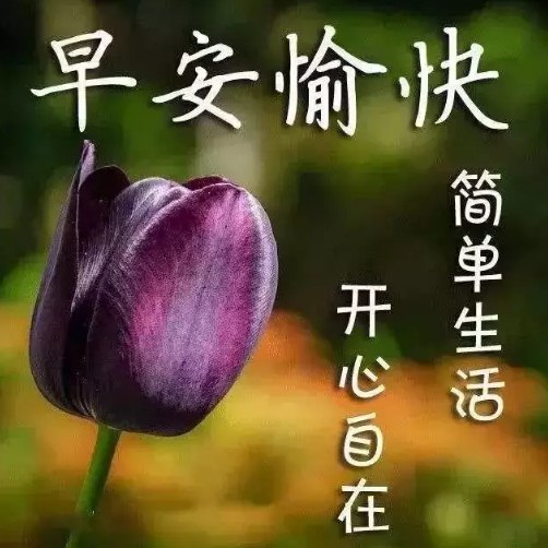 2020早晨好唯美阳光问候语