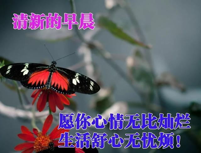 周三漂亮早安祝福图片最新版带字