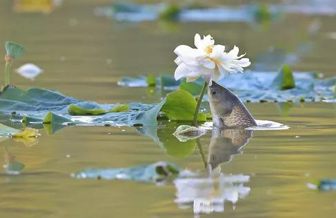 白露节气朋友圈说说