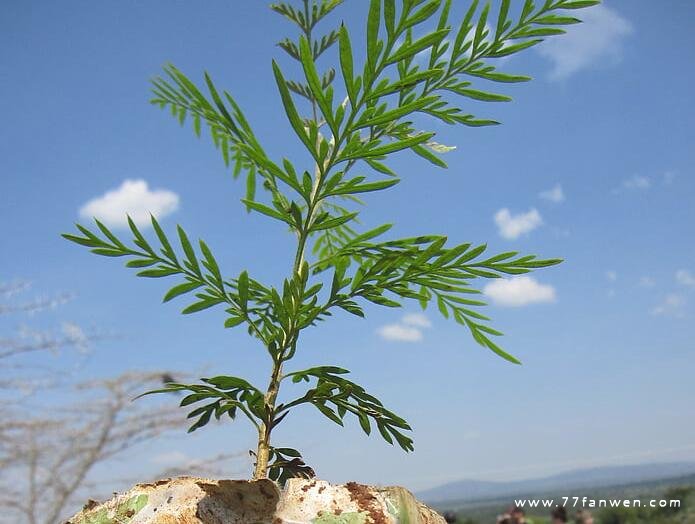 植树节标语