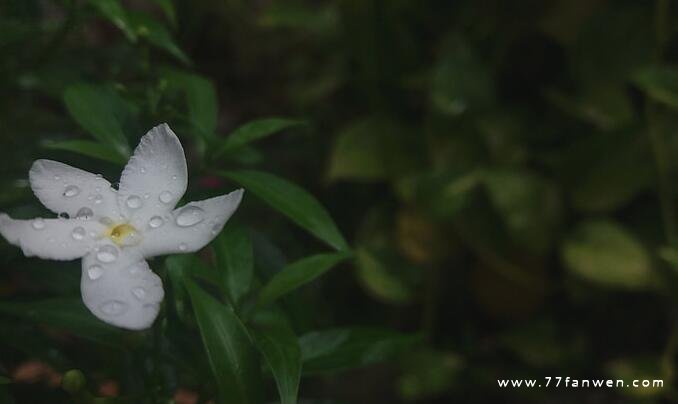 描写谷雨节气的优美句子