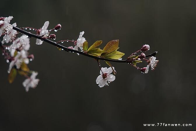 清明节去上坟的心情