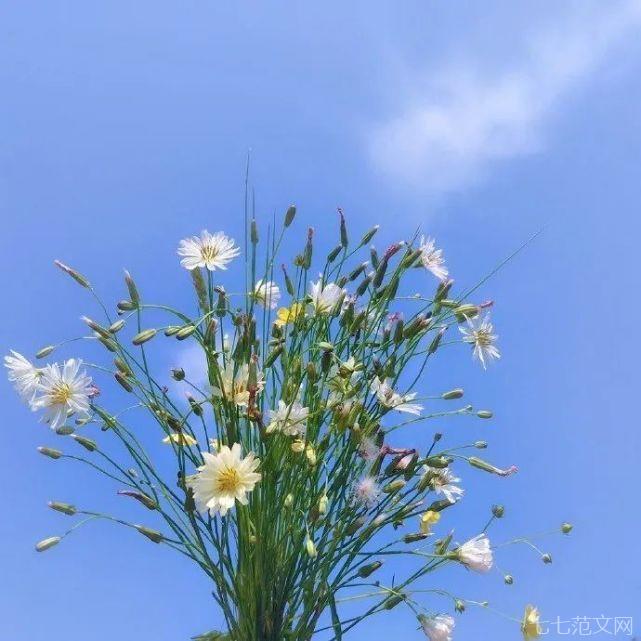 征服人心的哲理